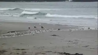 Yellow-Eyed Penguin Coming Up the Beach