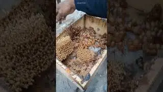 this is how the apparition of the queen of bees trigona🐝🍯 #queenbees #beekeeper #honeybeesting