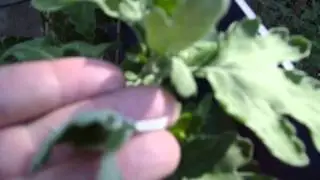 Dis-budding Chrysanthemums for larger blooms.