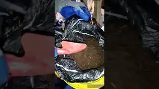 Compost - How to identify a good compost.