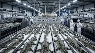 Inside The Biggest Crocodile Farm