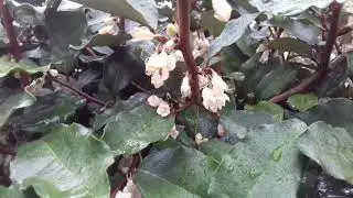 Fleurs de chaleur 'elaeagnus x ebbingei'