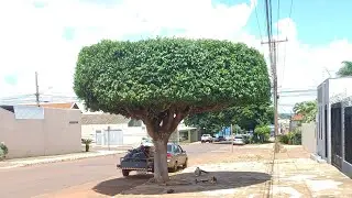 poda de &aacute;rvore ficus podadeira ka 85r #jardinagem ja#jardim #poda #&aacute;rvore