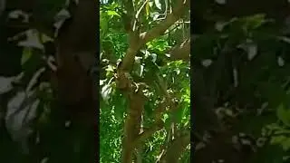 Pakistani Chonsa Mango July 2022