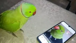 These parrots are addicted with mobile#foryou#fyp#parrot#talkingparrot#ringneckparrot#indianringneck