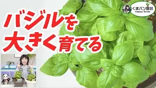 普通のバジルじゃない！？スーパーバジルで大収穫！バジルの育て方