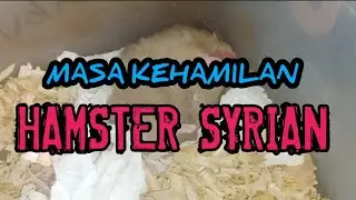 BERAPA LAMA HAMSTER SYRIAN HAMIL??? @hamsterfarmdumai #animals #pets #hamsters