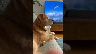 This Man Risked His Life Skydiving To Save His Dog! #shorts #animals #dog
