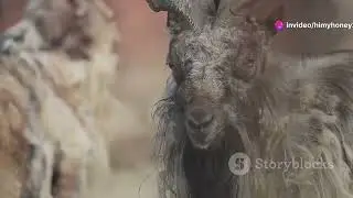 The Mysterious Markhor: Afghanistan's Mountain Goat with Spiral Horns #animal2024 #wildlife