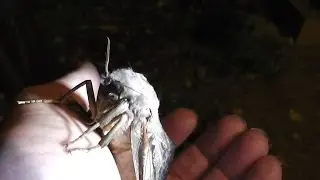 Large Australian Moth  ƹ̵̡ӝ̵̨̄ʒ