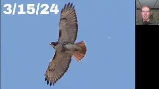 [15] Early Barn Swallow at the Braddock Bay Hawk Watch, 3/15/24