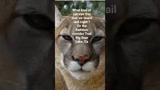 We heard some kind of cat we thought it was a Mountain Lion but then we saw a Bobcat later on. 😼