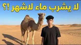 الجمل حكالي قصته بحقائق علمية مذهلة صدمتني! 😲