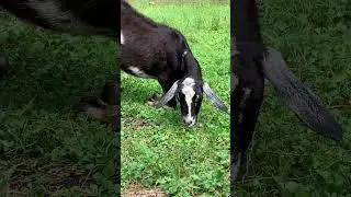 Goat eating grass on knees #goat #goats #farm #farmlife #farmer #nature