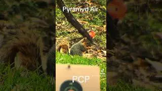 Pyramyd Air , For Serious AirGunners !!!! #hunting #pestcontrol #pcpairrifles