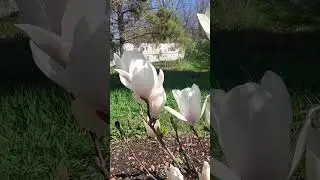 РАЙСКИЙ САД БОГОРОДИЦЫ - цветение магнолии СУЛАНЖА  АЛЬБА СУПЕРБА в апреле 2024 года