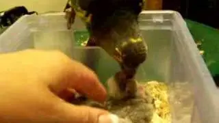 LB my Meyers parrot feeding his babies after being handfed for a week