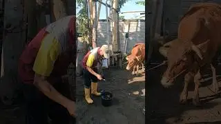 CARA PEMBERIAN VITAMIN DAN MINERAL PADA SAPI #kesehatanternak #sapi #penyakitsapi #trending #pedet