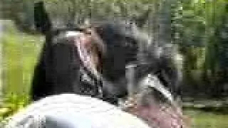 Abaco Wild Mares groom each other
