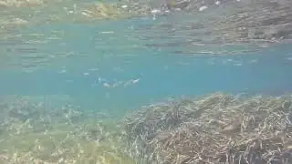 Snorkeling xwejni bay Gozo Malta 