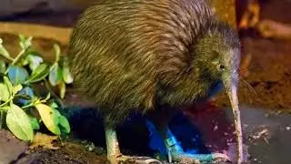 Small population size | Wikipedia audio article