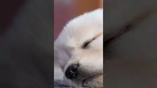 Calming Music for Dogs | Soothing Music for Dogs with Separation Anxiety | Stress Relief Therapy