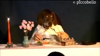 Marieles Dinner - Funny Dog eats elegant at table - Le d&icirc;ner de Mariele - Chien dr&ocirc;le mange &agrave; table