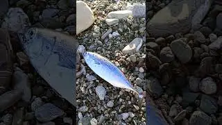 Primo tonnetto alletterato della stagione 2025 🩵🎣
