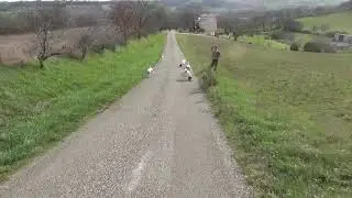 Le journal de mes chiens Club du bleu et Harloup 2020