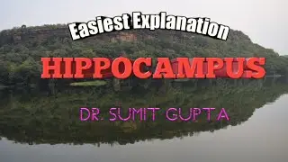 Hippocampus