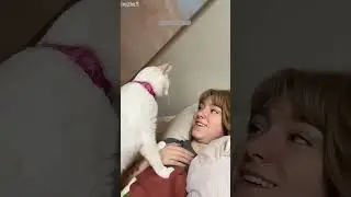 Funny Cats 2024 ❤️ Cat Fails 🐈&zwj;⬛ # #3931