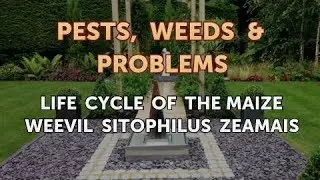 Life Cycle of the Maize Weevil Sitophilus zeamais