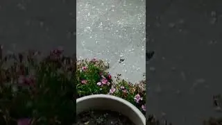 music of hail stones in Mohali Sector-67 1st Feb @talkingkettle67