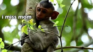 Million Sad! Poor baby Dustin miss mom Diamond much,Dustin no power and hungry with face sad on tree
