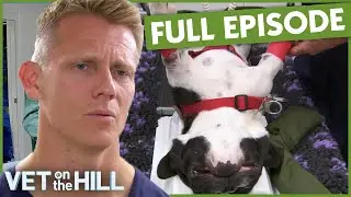 Beloved Bulldogs Can't Stop Peeing | S3 Ep5 | Vet On The Hill
