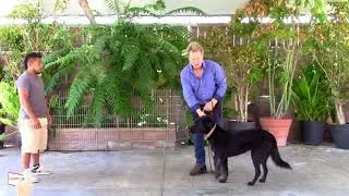 Izzie - Greeting Routine, Mat Exercise, Recall - David Roe  DogTraining