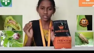 கத்தரிக்காய் பூச்சி தாக்கத்தின் அறிகுறிகள் மற்றும் கட்டுப்படுத்தும் முறைகள்