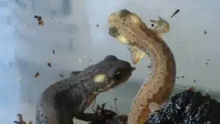 banded newts (Ommatotriton ophryticus nesterovi)