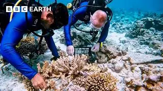 Coral Restoration In The Maldives | Amazing Hotels: Life Beyond the Lobby | BBC Earth Explore