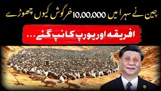 Why China Released 10,00,000 Rabbits 🐰 in Desert | China's Shocking Project