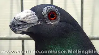 Pigeon Dragon noir - Dragoon Taube - Colombo Dragone - Championnat de France - Woincourt 2025