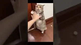 crying out cats,#cutecats #kittyface,#cat #catlovers,#kittens,