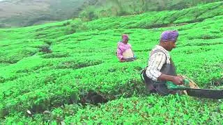 Kal pata nhi kat saka tha, / nagpuriya chora vlog video. #nagpuriya #choda