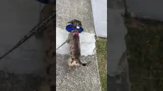 kong cloud collar to walk your dog