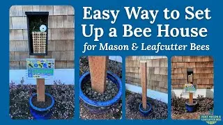 Welcome Mason or Leafcutter Bees to Your Yard with This Simple Setup!