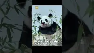 Giant panda Lin Hui died at Chiang Mai Zoo in Thailand