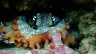 SHORE DIVE with JETTY DIVE - Muttonbird Island