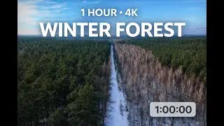 Winter Forest Walk  1 Hour of Calm Nature Ambience (4K)