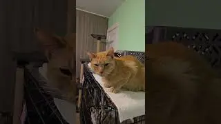 Beyond Nine Cat Rescue Fall 2025