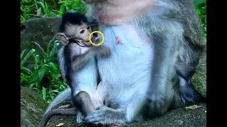 Pity baby Timo gets less milk cos mother unhappy support it-Milk is important for Timo